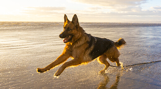 The Best German Shepherd Puppy Care Tips: Training, Health & More